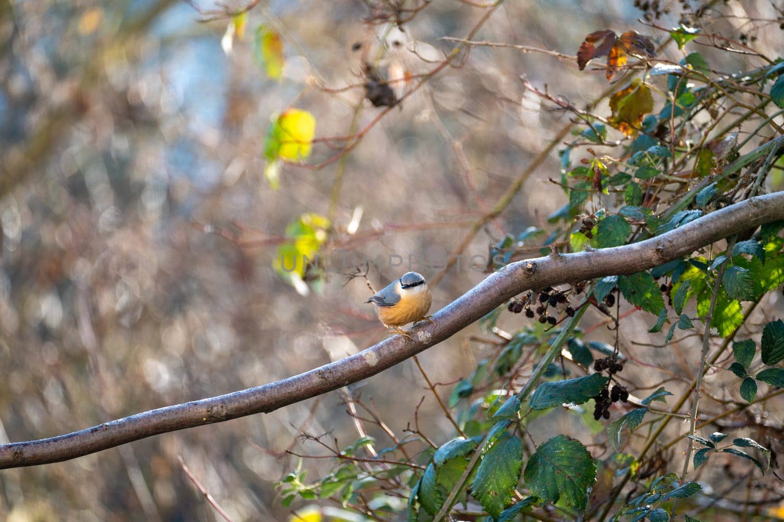A nuthatch ( Sitta europaea ) sits in a tree