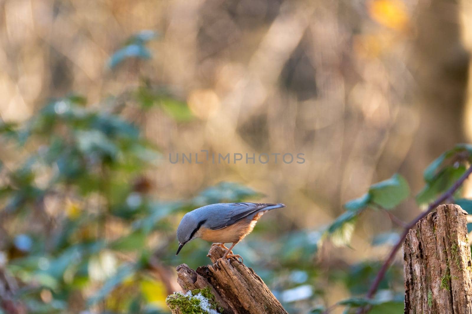 A nuthatch ( Sitta europaea ) on a moss covered tree stump in nature on a cold winter day with some snow
