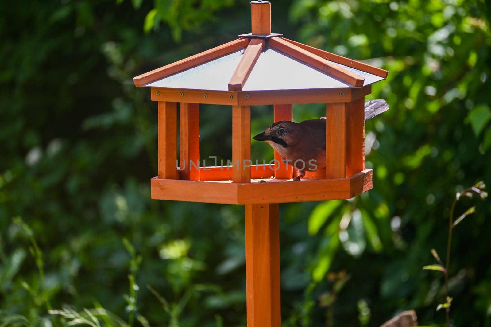 A Eurasian Jay ( Garrulus glandarius ) sits in an aviary in the green garden