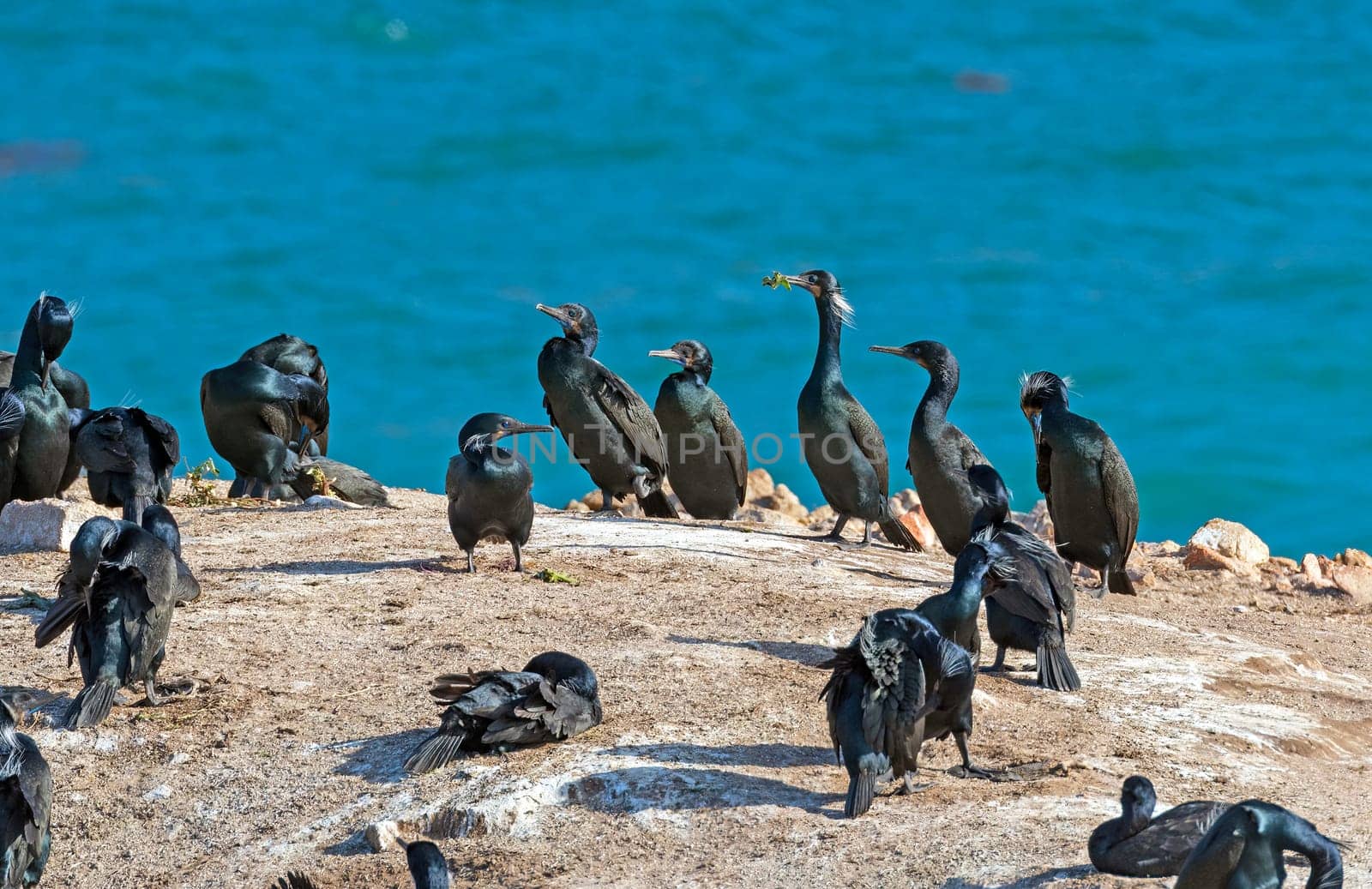 Group of Brandt's Cormorants on a Nest Rock in the Point Lobos State Natural Reserve in California