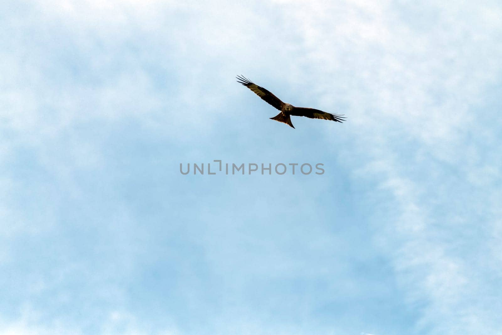 Flying red kite (Milvus milvus) on British sky