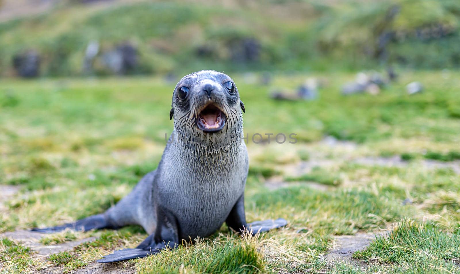 Young Antarctic fur seal , Antarctic fur seal (Arctocephalus gazella) in South Georgia in its natural environment