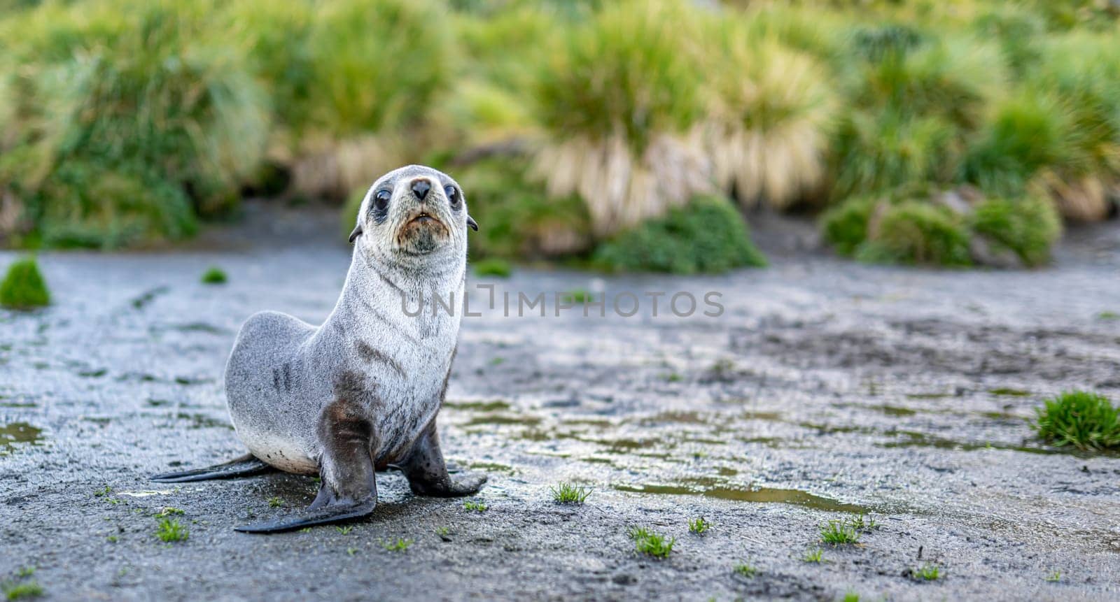 Young Antarctic fur seal , Antarctic fur seal (Arctocephalus gazella) in South Georgia in its natural environment