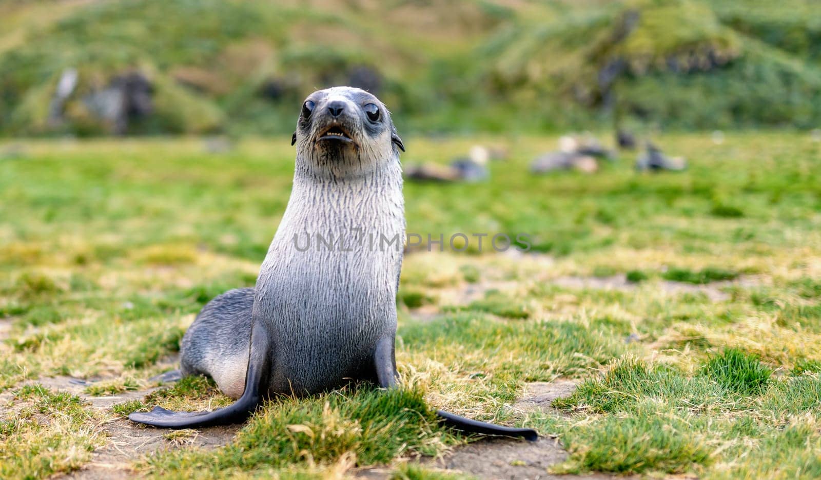 Young Antarctic fur seal , Antarctic fur seal (Arctocephalus gazella) in South Georgia in its natural environment