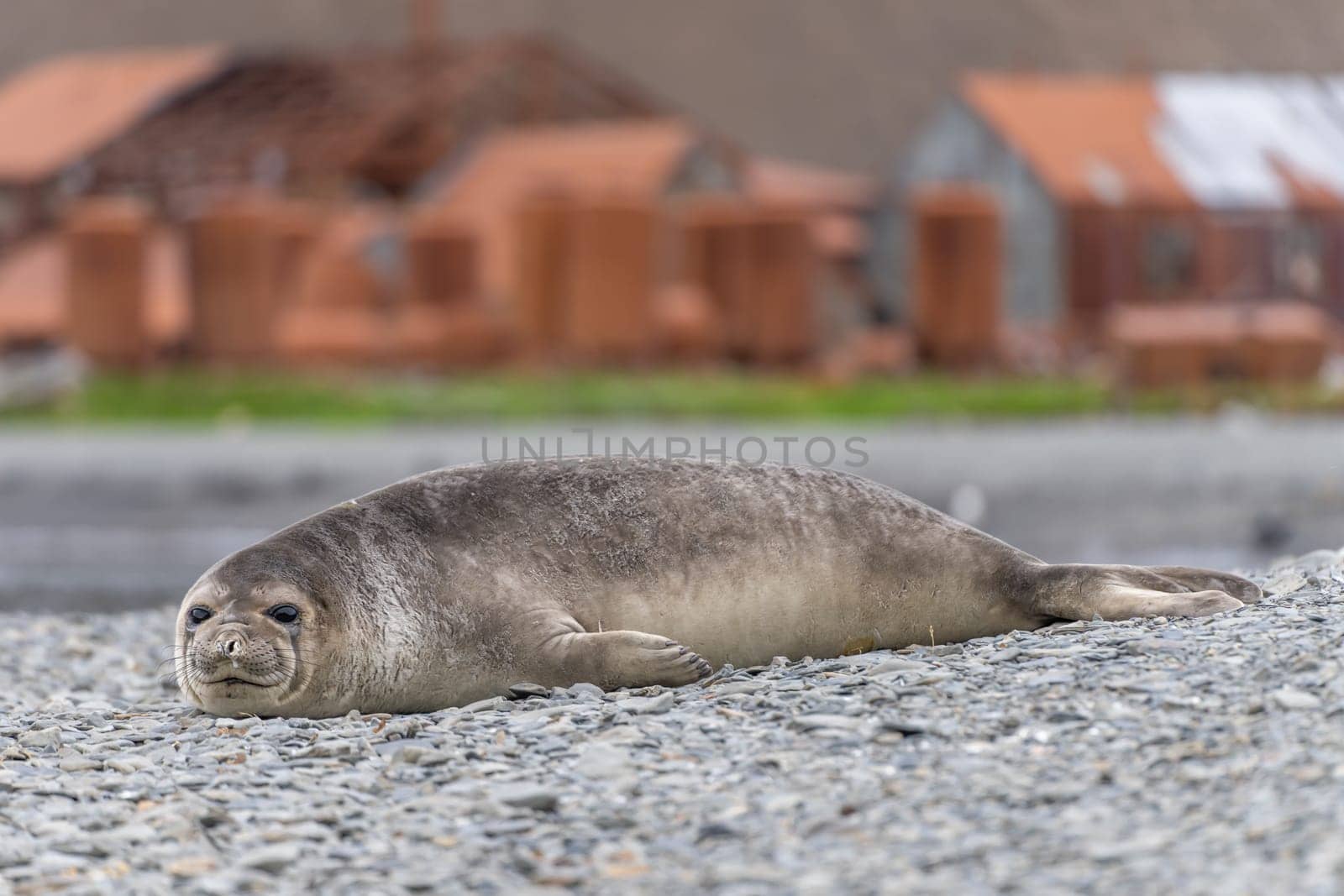 Antarctic fur seal (Arctocephalus gazellaalte) lies on the shore in front of the abandoned whaling station in Stomness Harbour, South Georgia.