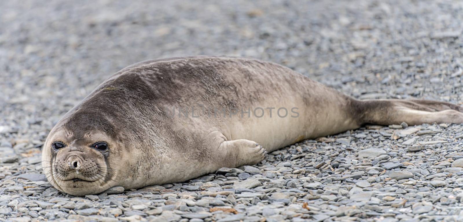 Antarctic fur seal (Arctocephalus gazella) lies on its belly on the stones on the shore in its natural environment in South Georgia