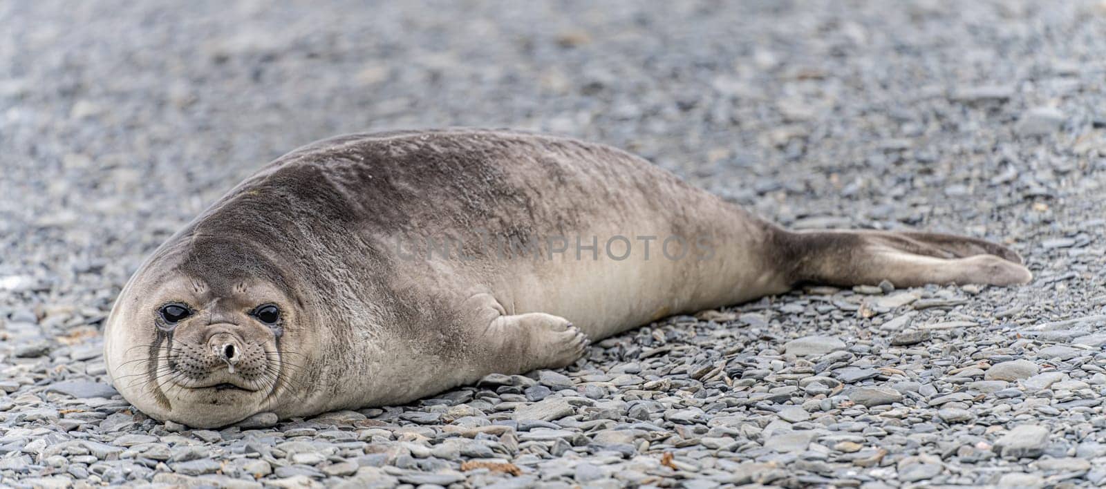 Antarctic fur seal (Arctocephalus gazella) lies on its belly on the stones on the shore in its natural environment in South Georgia