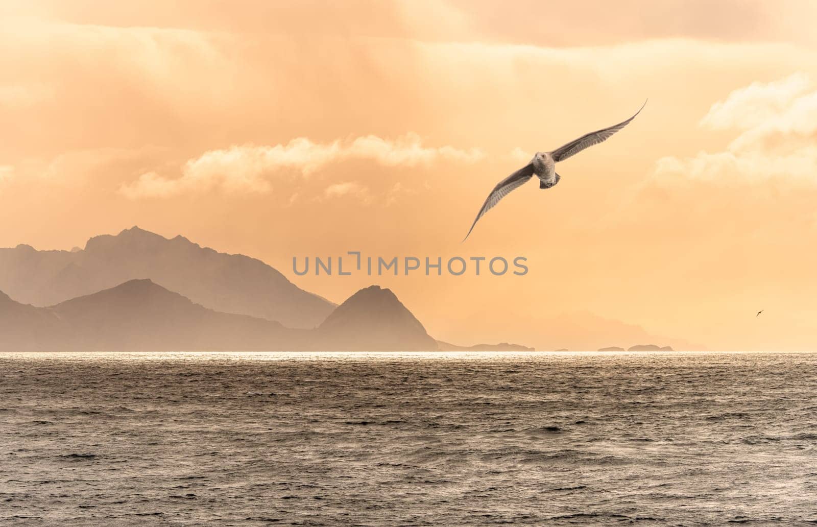 Antarctic Giant Petrel (Macronectes giganteus) flies elegantly through the air in the golden sunset off South Georgia