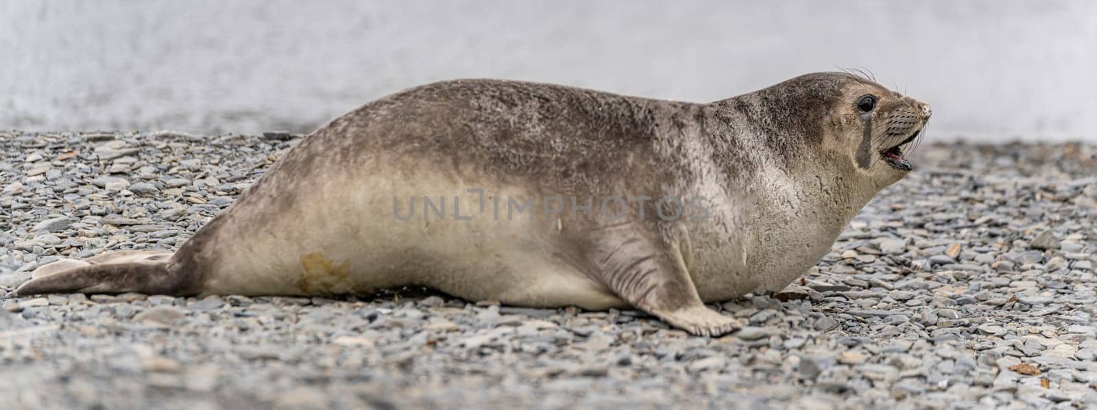Antarctic fur seal (Arctocephalus gazella) lies on its belly on the stones on the shore in its natural environment in South Georgia