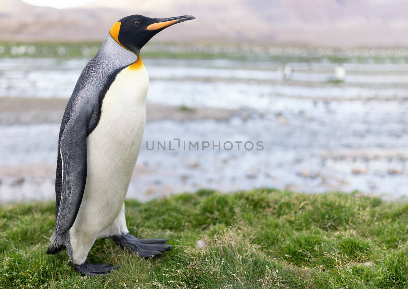 single, upright king penguin King penguin (APTENODYTES PATAGONICUS) in its natural environment on land in South Georgia
