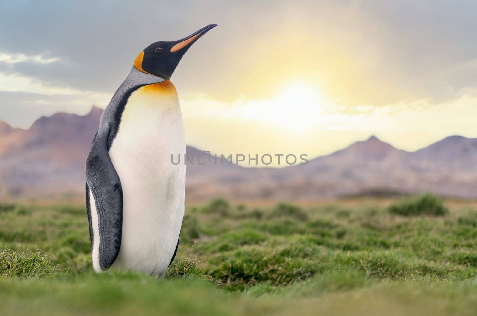 single, upright king penguin King penguin (APTENODYTES PATAGONICUS) in its natural environment on land in South Georgia
