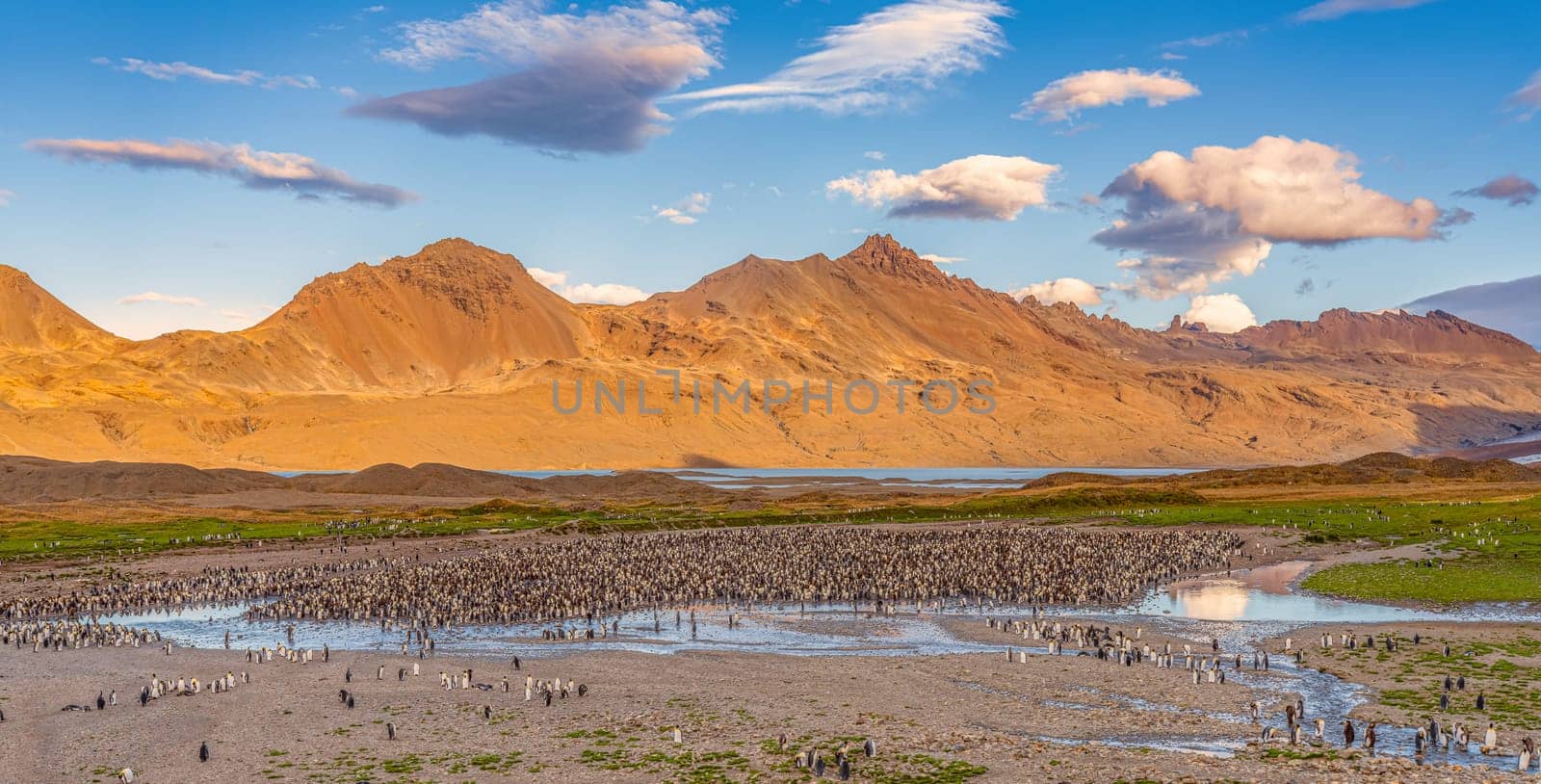 North Coast of South Georgia - view from Whistle Cove beach in Fortuna Bay - one of South Georgia's most picturesque locations, Fortuna Bay is also a popular King Penguin haunt. Fortuna Bay is located on the north coast of South Georgia, surrounded by rugged mountainous beauty and teeming wildlife. The varied tundra and curious penguins are a nature photographer's dream come true and are likely to provide some of the best images of your trip.This is a great place to spot icebergs and is also home to healthy populations of king penguin, Antarctic fur seal, elephant seal, brown skua, giant petrel and Antarctic tern. Fur seals, once almost extinct, are now so abundant in Fortuna Bay that it is sometimes difficult to find a landing spot on the shore.
