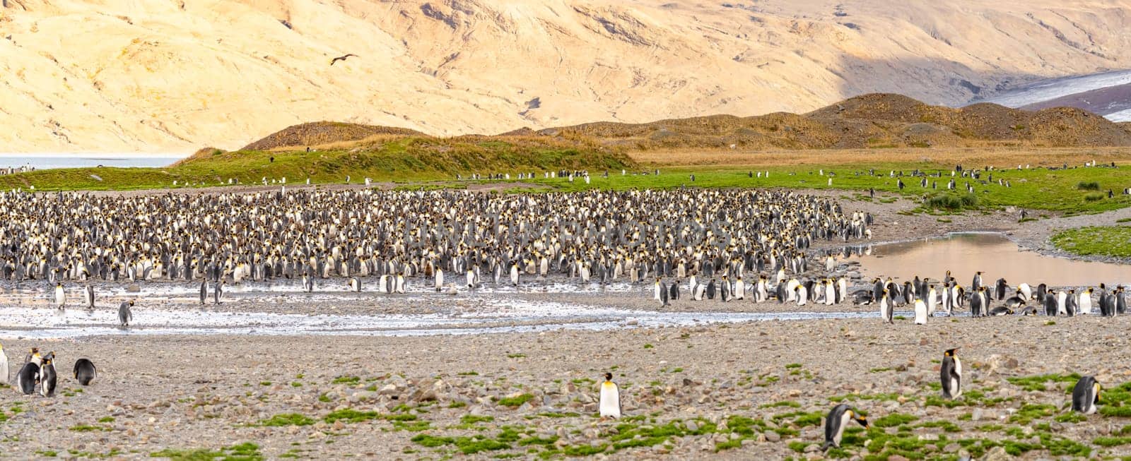 North Coast of South Georgia - view from Whistle Cove beach in Fortuna Bay - one of South Georgia's most picturesque locations, Fortuna Bay is also a popular King Penguin haunt. Fortuna Bay is located on the north coast of South Georgia, surrounded by rugged mountainous beauty and teeming wildlife. The varied tundra and curious penguins are a nature photographer's dream come true and are likely to provide some of the best images of your trip.This is a great place to spot icebergs and is also home to healthy populations of king penguin, Antarctic fur seal, elephant seal, brown skua, giant petrel and Antarctic tern. Fur seals, once almost extinct, are now so abundant in Fortuna Bay that it is sometimes difficult to find a landing spot on the shore.