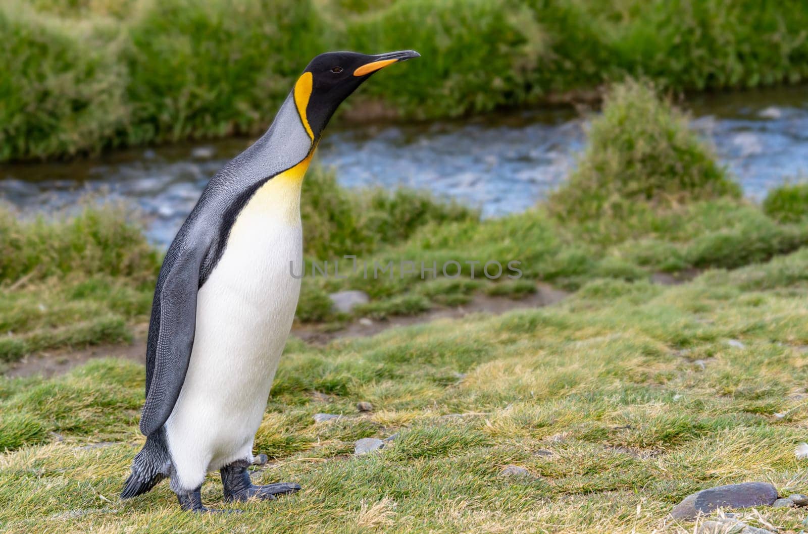 single, upright king penguin King penguin (APTENODYTES PATAGONICUS) in its natural environment on land in South Georgia