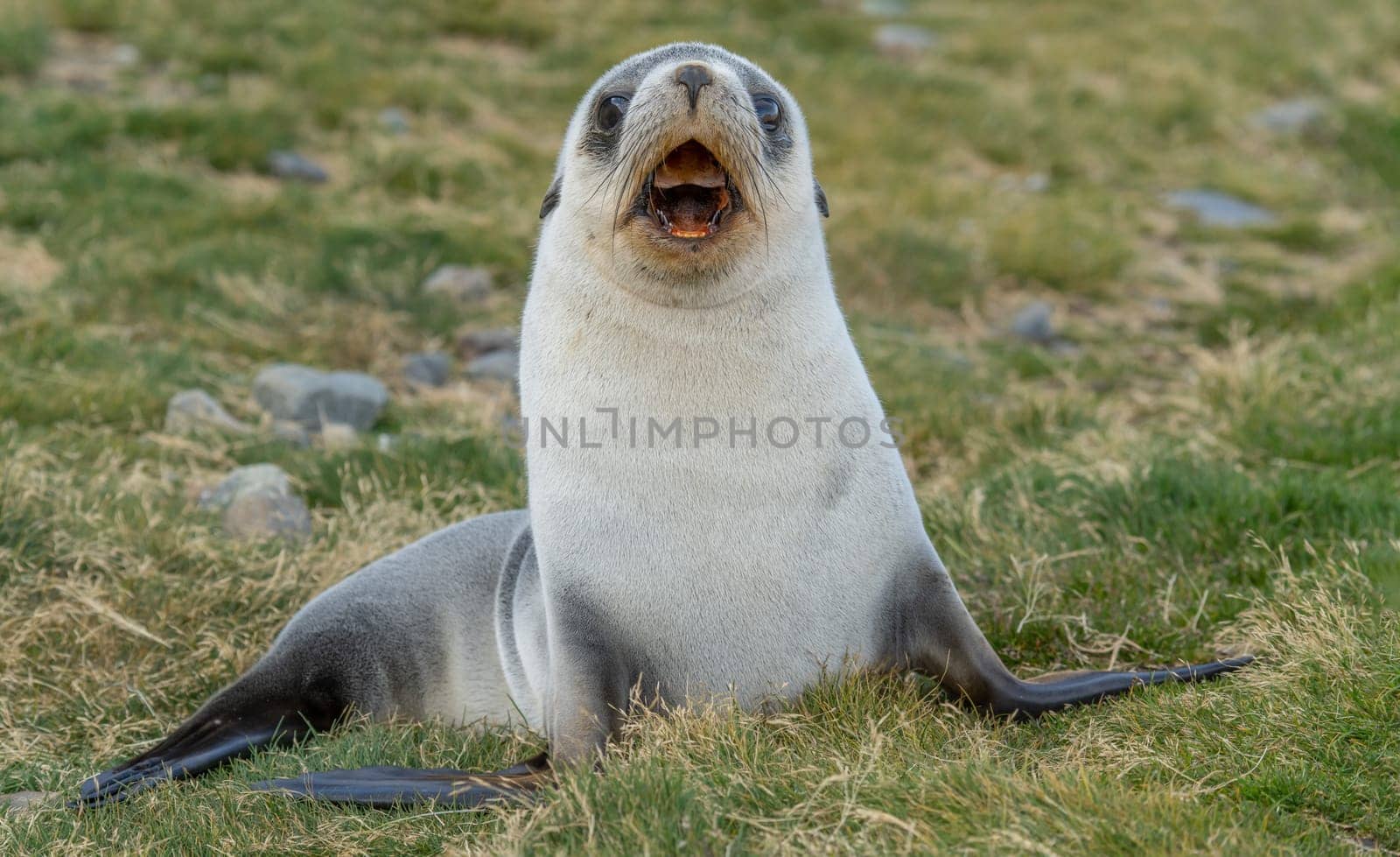 Young Antarctic fur seal , Antarctic fur seal (Arctocephalus gazella) in South Georgia in its natural environment