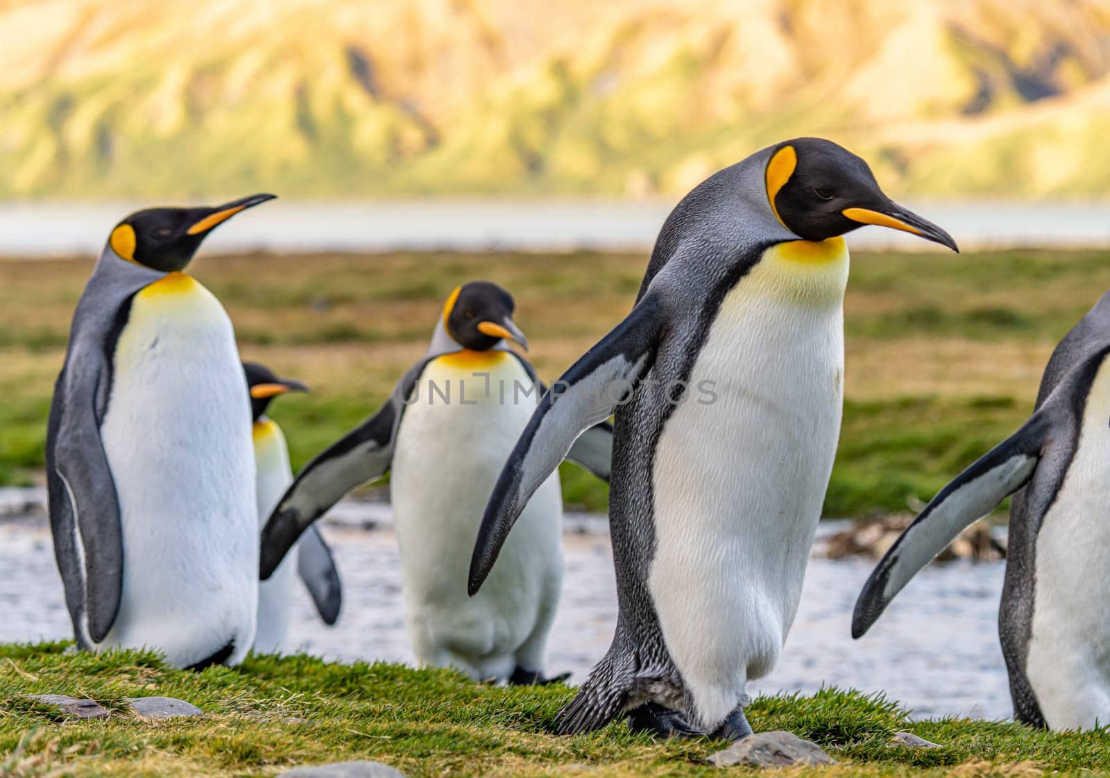 King Penguin - (APTENODYTES PATAGONICUS) colony in Salisbury Plain a vast plain washed out by the Grace Glacier on South Georgia and South Georgia's largest elephant seal nursery. Salisbury Plain, a vast expanse of glacial outwash plains, 50km from the western extremity of the island. Formed by the retreat of the Grace Glacier, and now covering over 2km², it is the largest area of level ground at South Georgia – and the perfect spot for a huge king penguin rookery with an estimate of around 60´000 pairs. It is one of South Georgia´s largest elephant seal breeding population haul out, along with fur seals spread out along the beach.