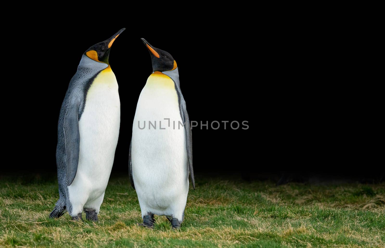Pair of 2 king penguins (APTENODYTES PATAGONICUS) on South Georgia stretching their beaks aloft