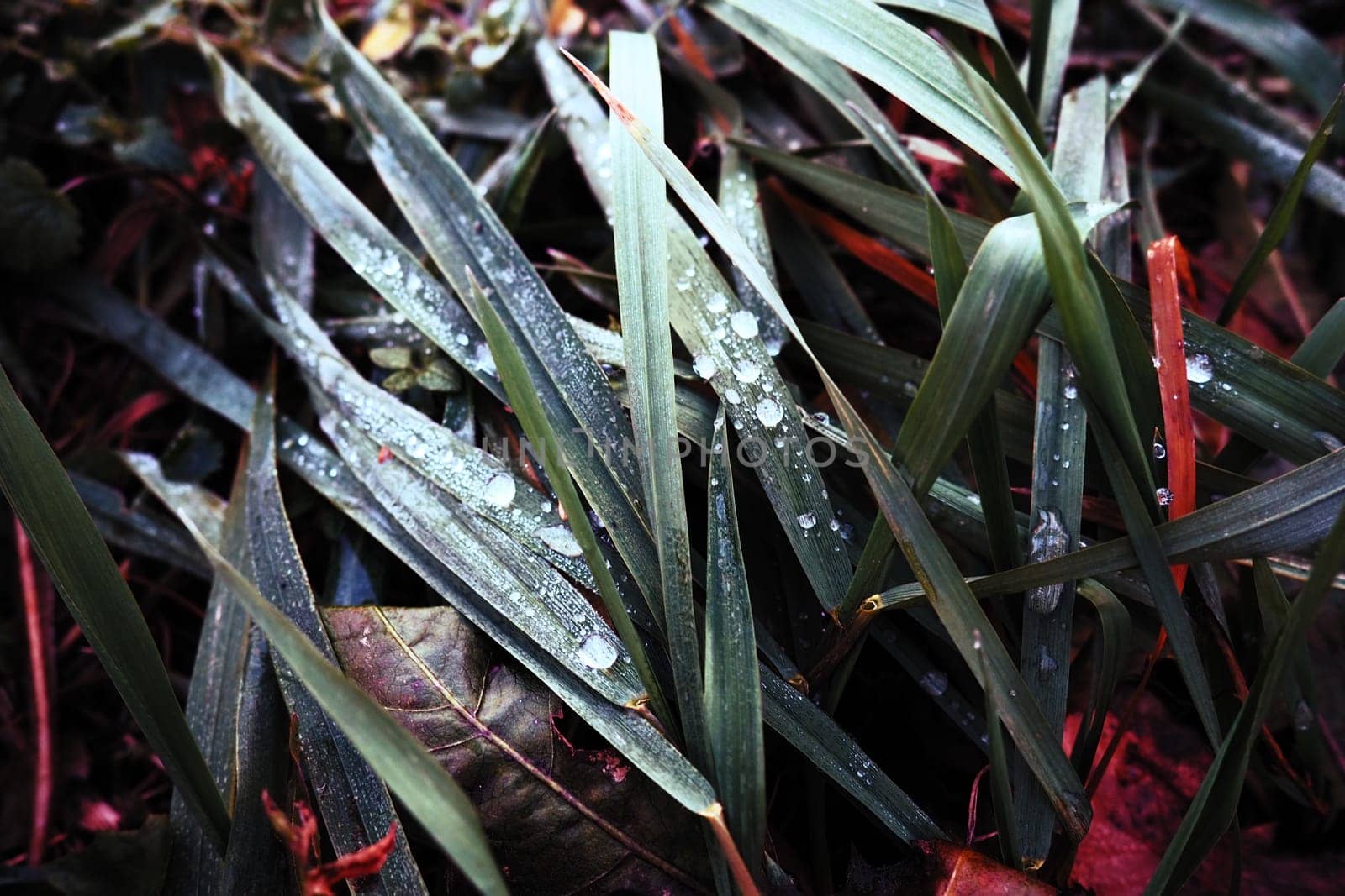 Dew or melt water on green grass. Thawing after a morning winter frost. Lying grass in the meadow. Off-season, windless calm weather. Green leaf with water drops.