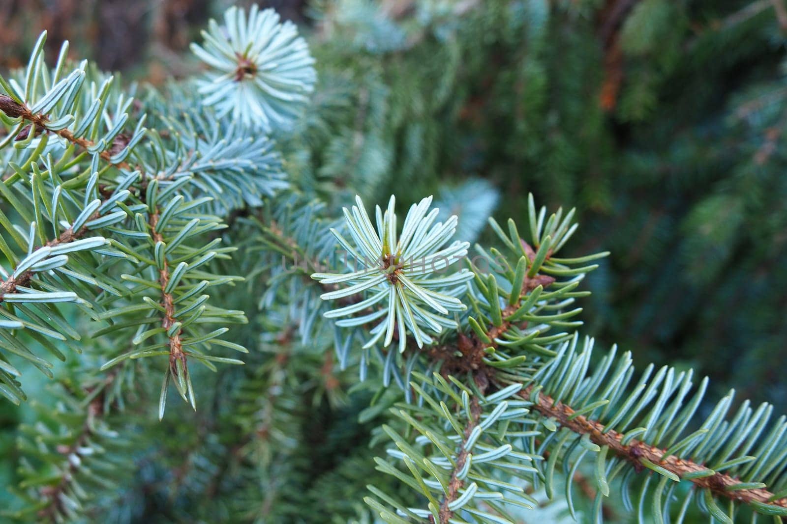 Picea spruce, a genus of coniferous evergreen trees in the pine family Pinaceae. Coniferous forest in Karelia. Spruce branches and needles. The problem of ecology, deforestation and climate change.