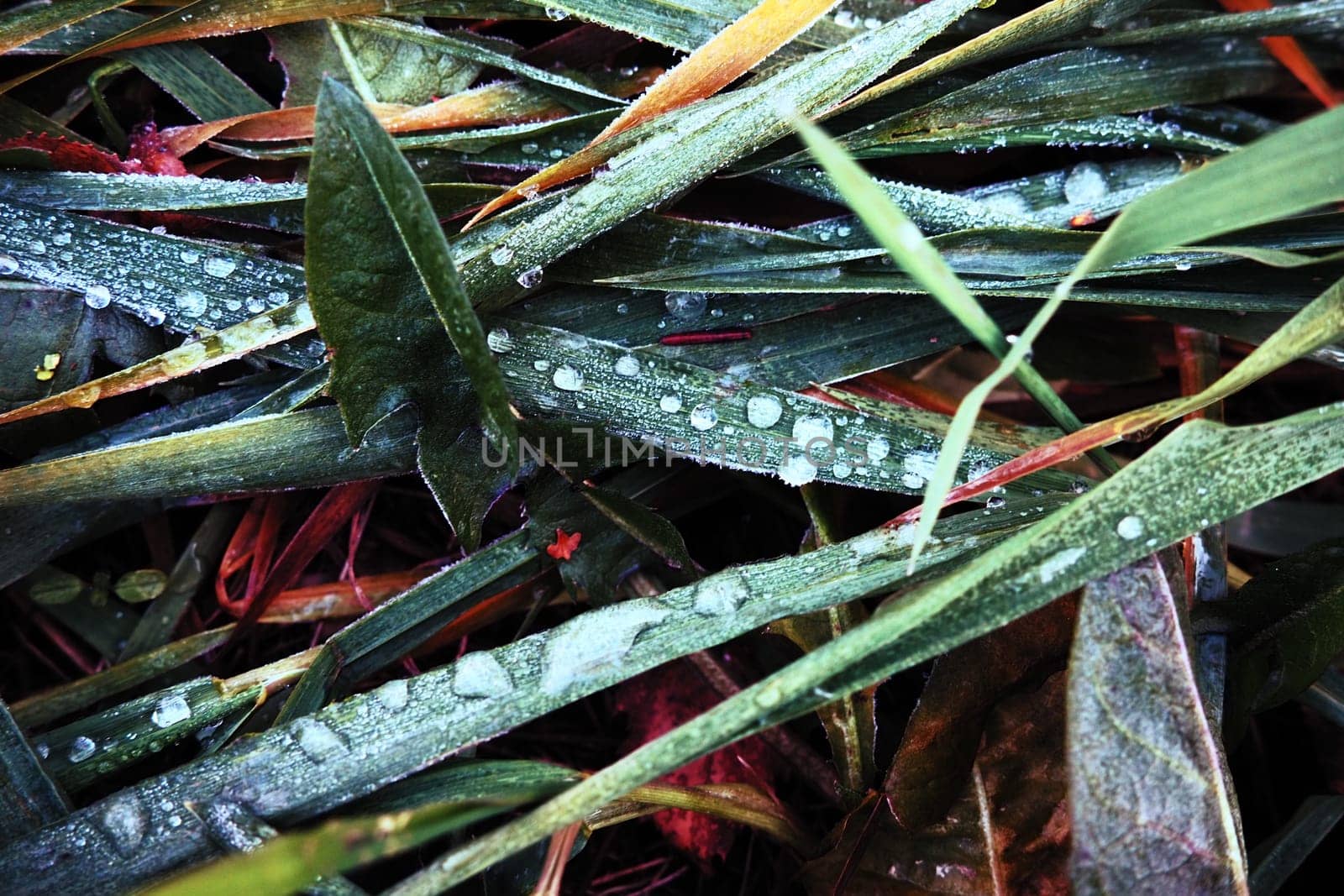 Dew or melt water on green grass. Thawing after a morning winter frost. Lying grass in the meadow. Off-season, windless calm weather. Green leaf with water drops.