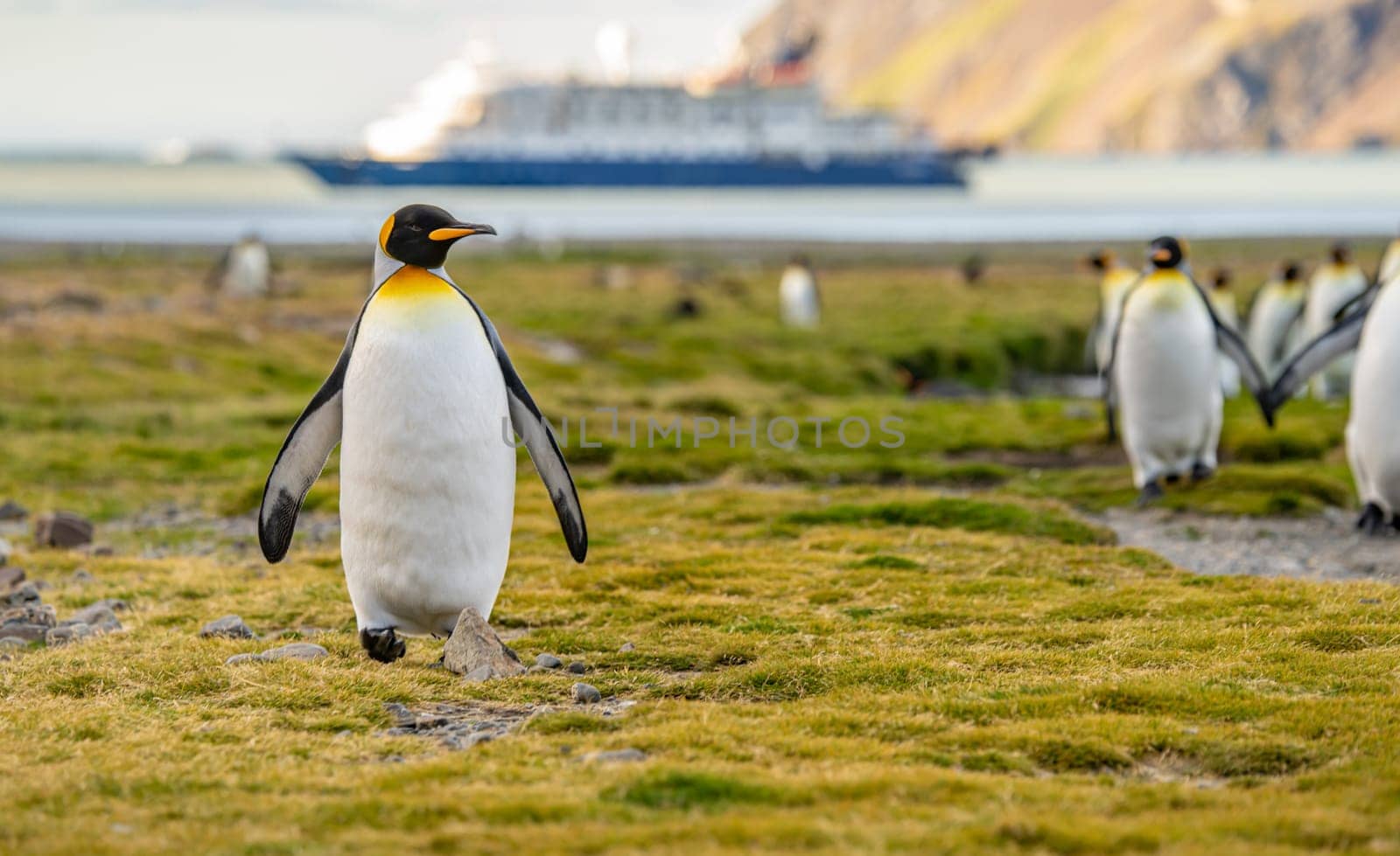 King Penguin - (APTENODYTES PATAGONICUS) colony in Salisbury Plain a vast plain washed out by the Grace Glacier on South Georgia and South Georgia's largest elephant seal nursery. Salisbury Plain, a vast expanse of glacial outwash plains, 50km from the western extremity of the island. Formed by the retreat of the Grace Glacier, and now covering over 2km², it is the largest area of level ground at South Georgia – and the perfect spot for a huge king penguin rookery with an estimate of around 60´000 pairs. It is one of South Georgia´s largest elephant seal breeding population haul out, along with fur seals spread out along the beach.