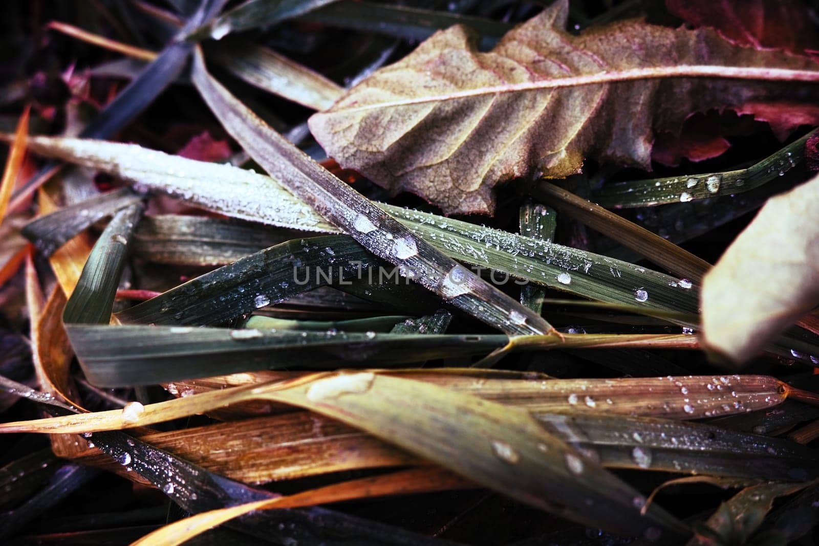 Dew or melt water on green grass. Thawing after a morning winter frost. Lying grass in the meadow. Off-season, windless calm weather. Green leaf with water drops.