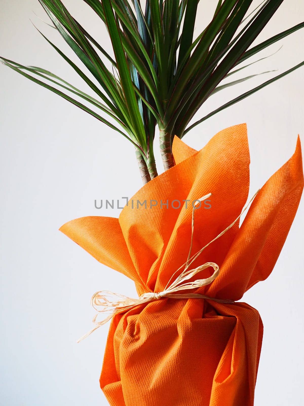 Dracaena, tropical plant as an interior item. A gift in orange wrapping paper on a table with a white napkin. White background. Dracaena or Dracaenaceae.
