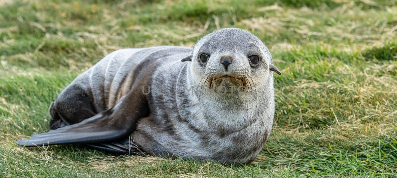 Young Antarctic fur seal , Antarctic fur seal (Arctocephalus gazella) in South Georgia in its natural environment