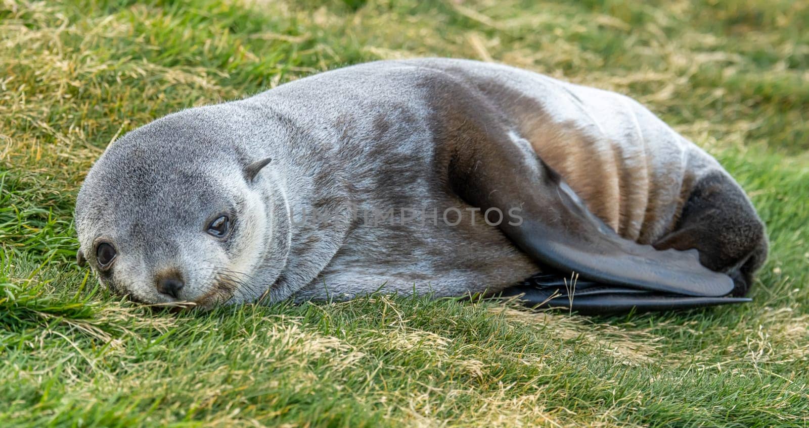 Young Antarctic fur seal , Antarctic fur seal (Arctocephalus gazella) in South Georgia in its natural environment