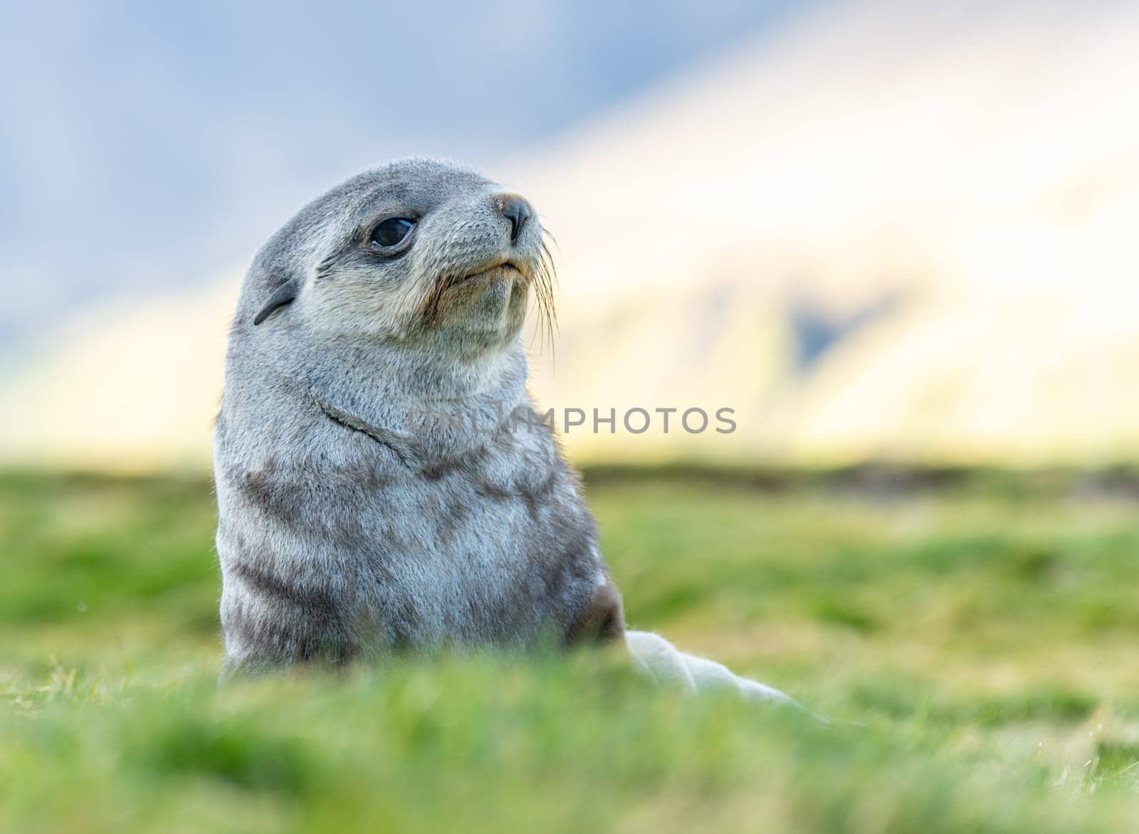 Young Antarctic fur seal , Antarctic fur seal (Arctocephalus gazella) in South Georgia in its natural environment