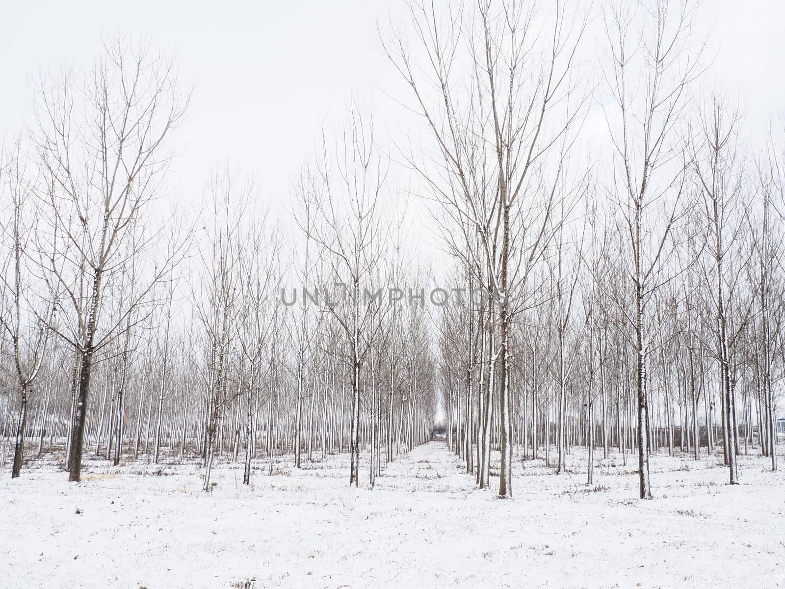 Planting plants - hygrophytes to drain wetlands. Fight against the high standing of underground waters and waterlogging of urban areas. Rows of young poplars. Drainage of territories. Winter.