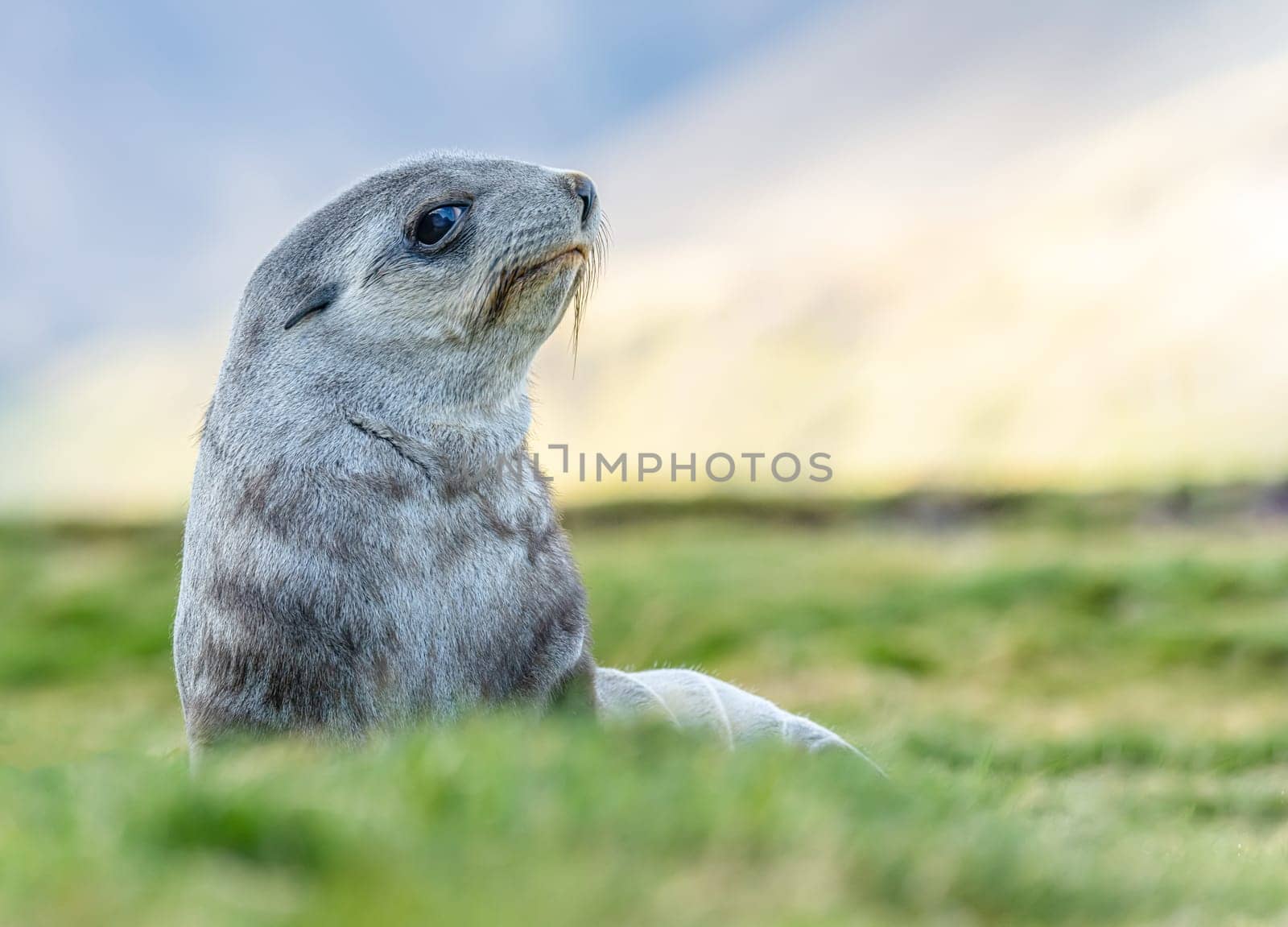 Young Antarctic fur seal , Antarctic fur seal (Arctocephalus gazella) in South Georgia in its natural environment