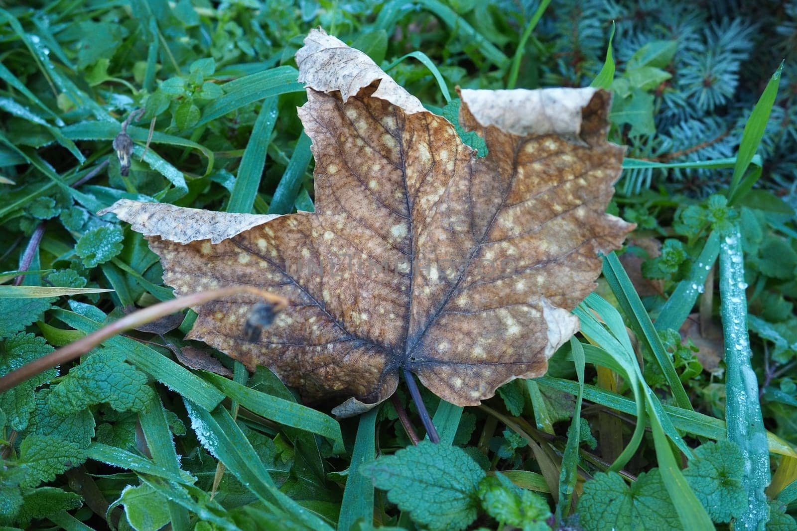 Dry maple leaf in the center of green grass. selective focus