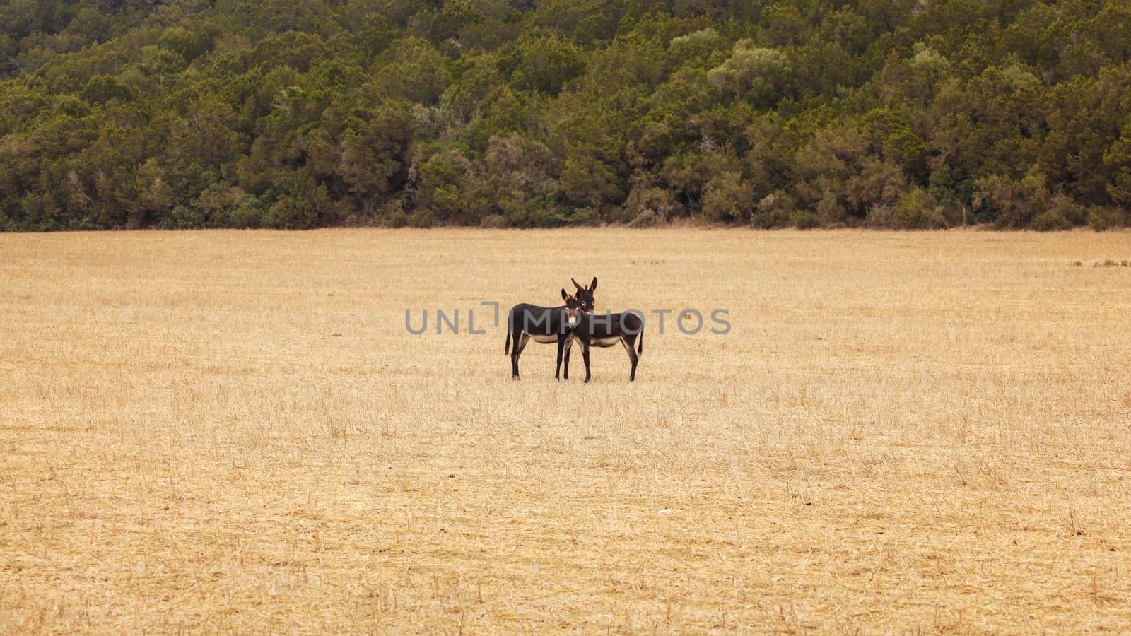 Two wild donkeys in low dry grass. Karpass, Northern Cyprus