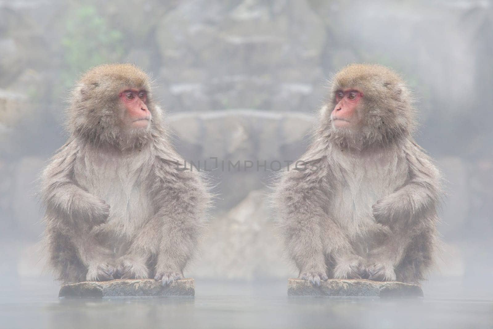 The Monkey with hot Spring in the winter, Japan