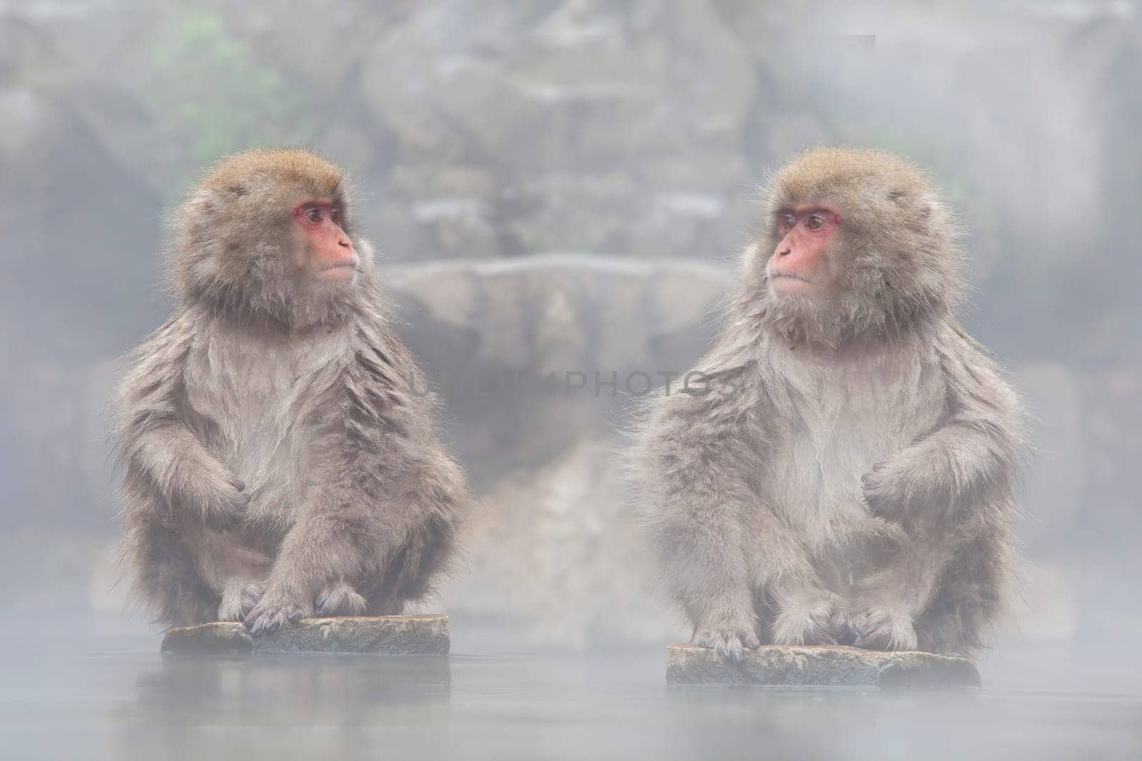 The Monkey with hot Spring in the winter, Japan
