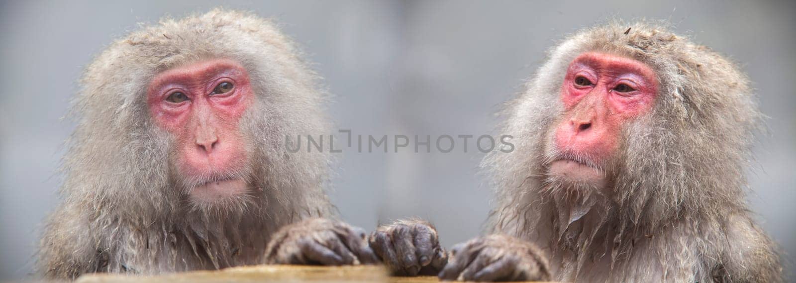 The Monkey with hot Spring in the winter, Japan