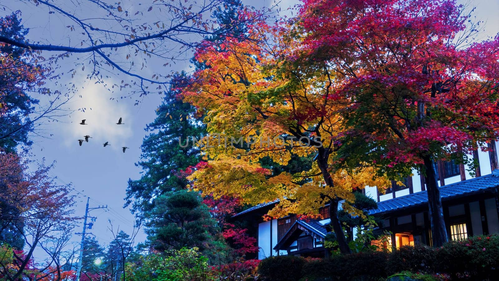 The traditional Japanese room open to view of beautiful colorful view
