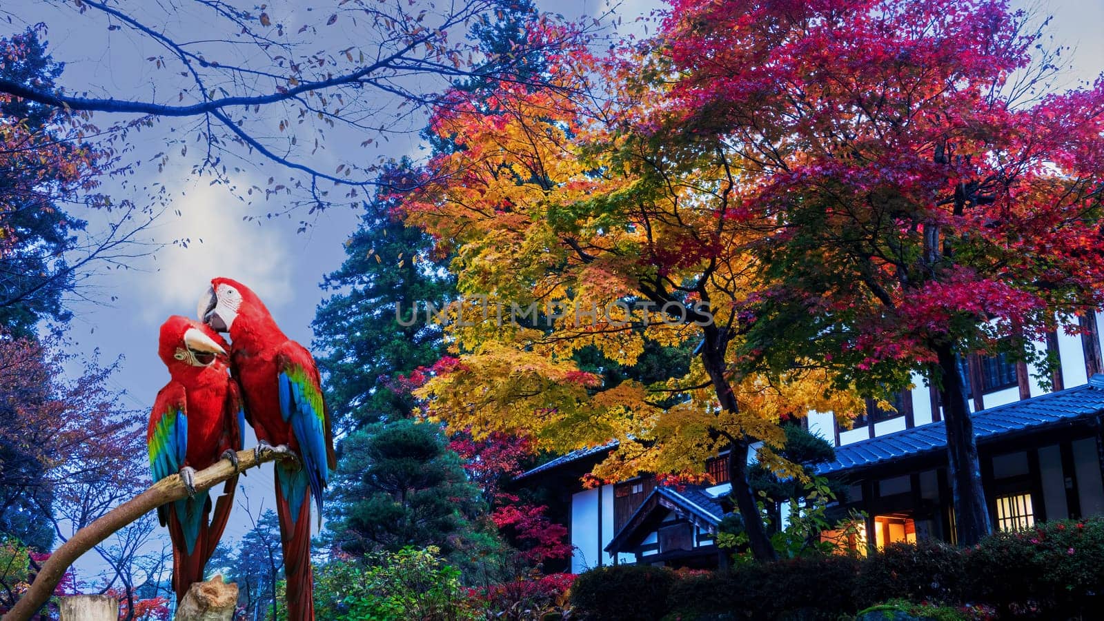 The traditional Japanese room open to view of beautiful colorful view