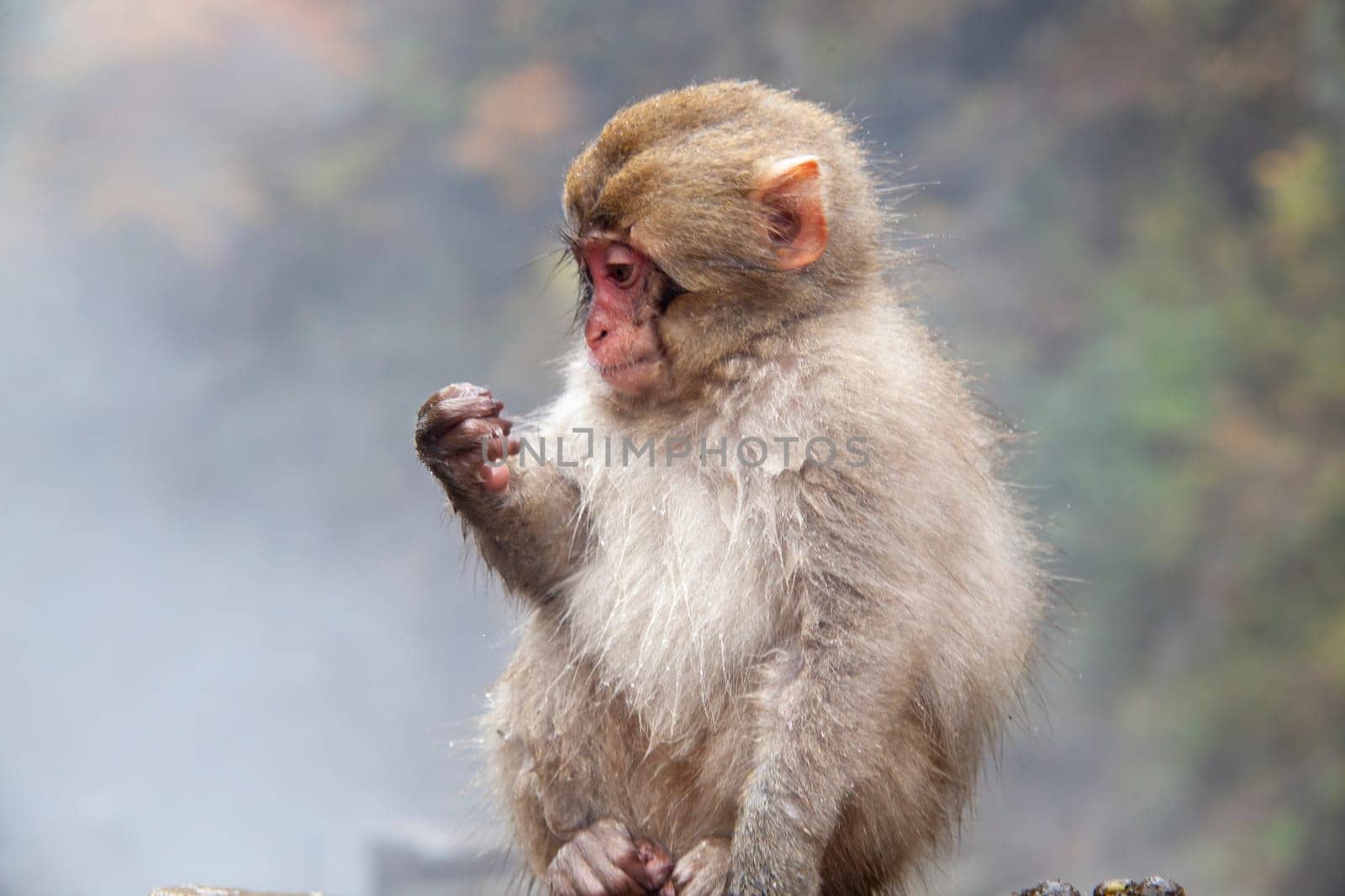 The Monkey with hot Spring in the winter, Japan