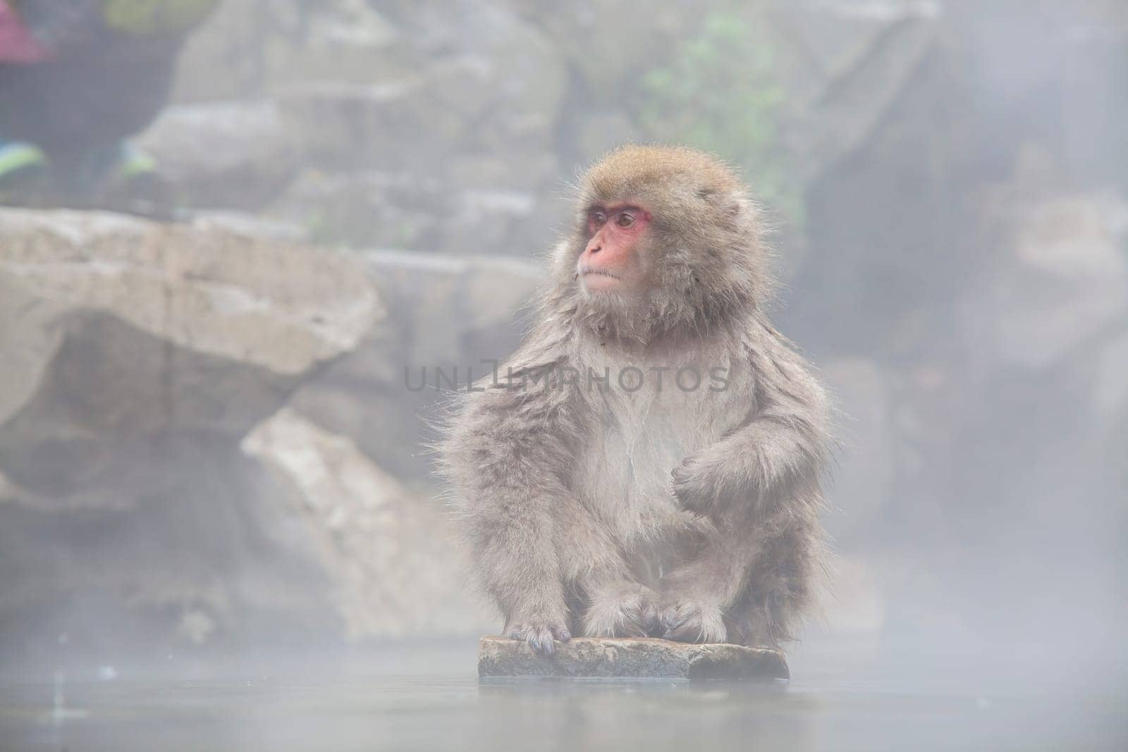 The Monkey with hot Spring in the winter, Japan