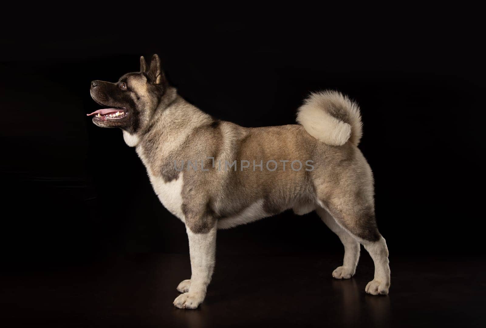American Akita young dog standing sideways in full growth
