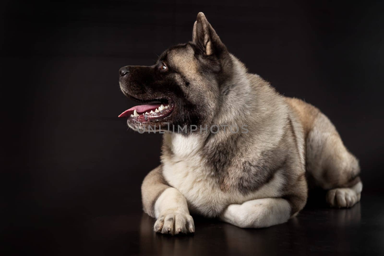 American Akita young dog lies on a dark background with his head turned to the side