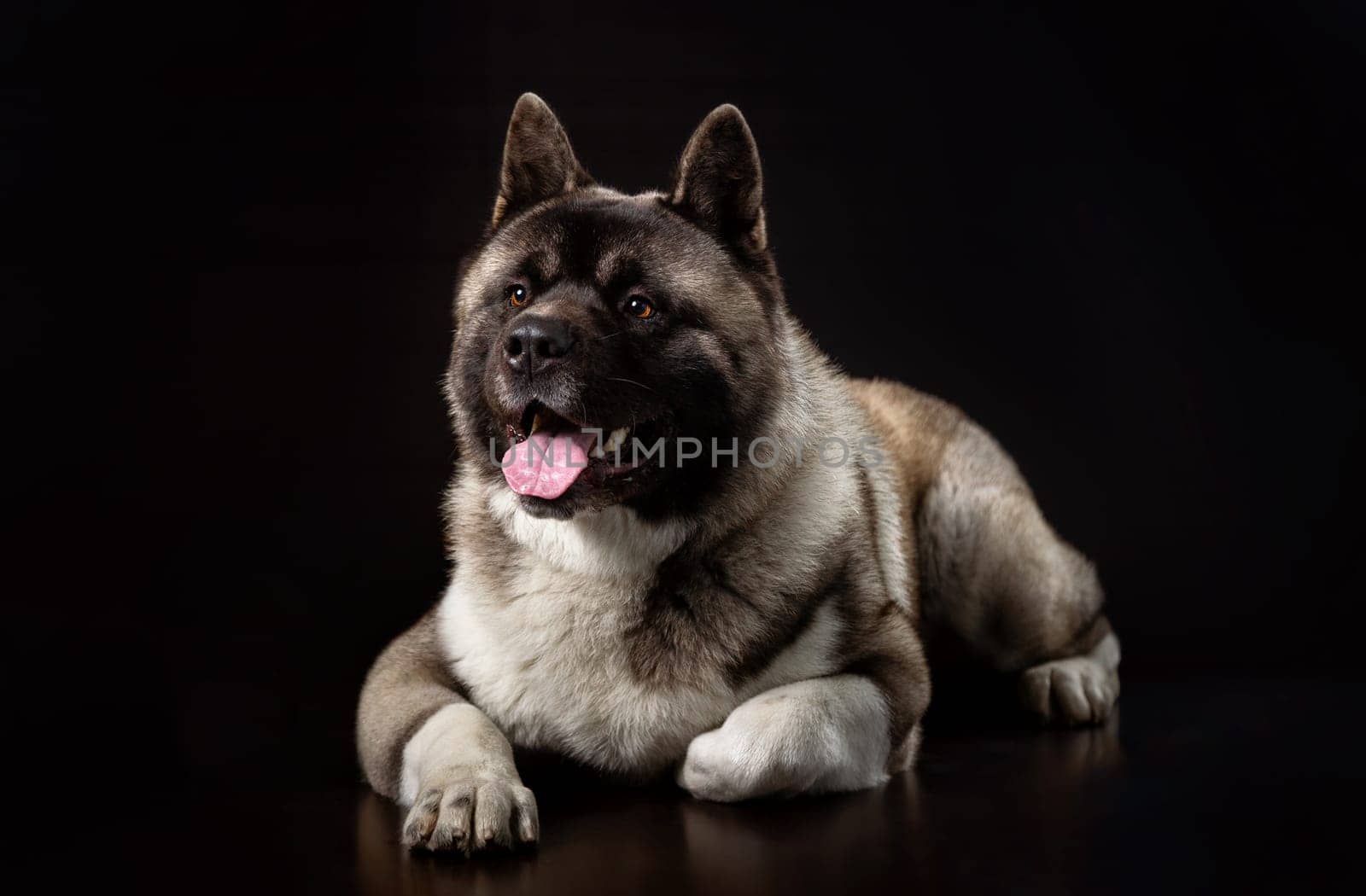 American Akita young dog lies on a dark background with one paw tucked under him