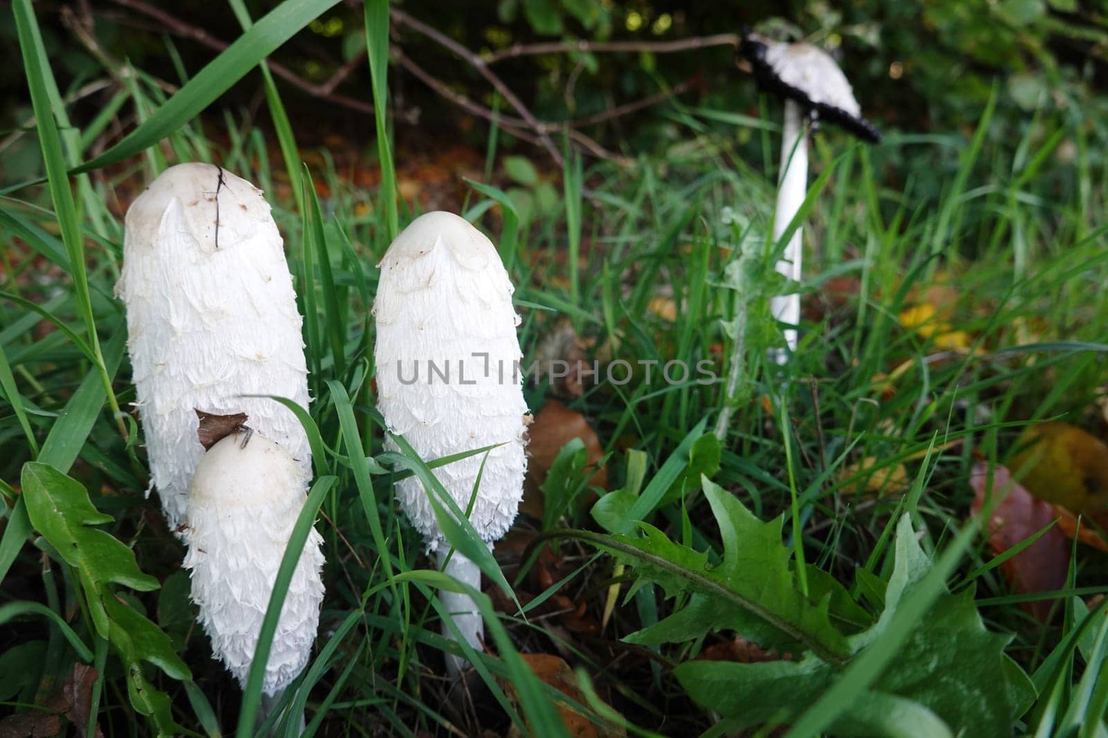 Schopf-Tintling (Coprinus comatus), auch Spargelpilz, Porzellantintling oder Tintenpilz, Reinhardswald, Hessen, Deutschland, Hofgeismar