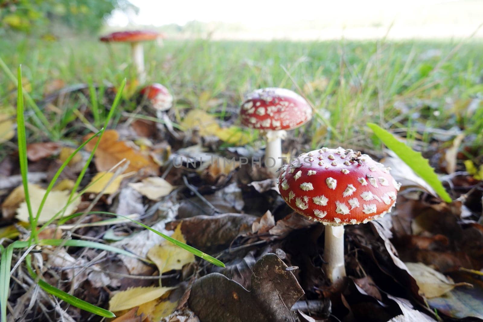 Fliegenpilz (Amanita muscaria), auch Roter Fliegenpilz, Reinhardswald, Hessen, Deutschland, Hofgeismar