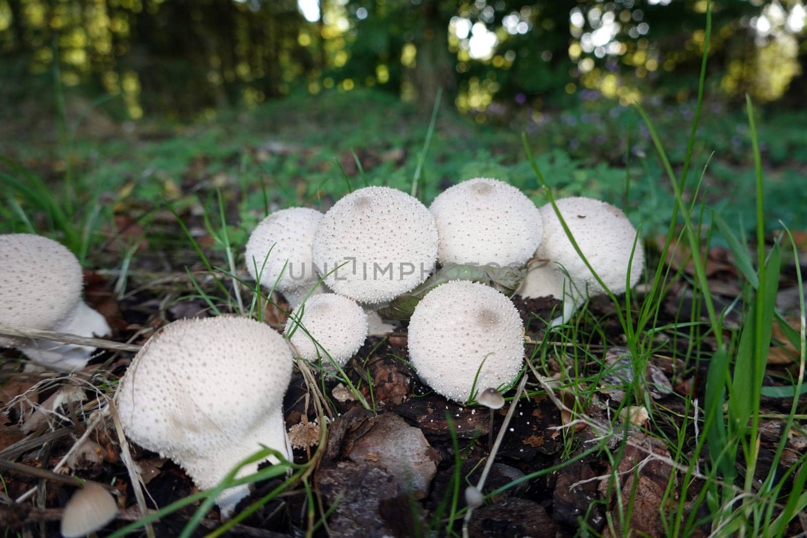 Flaschen-Stäubling (Lycoperdon perlatum, Lycoperdon gemmatum), Reinhardswald, Hessen, Deutschland, Hofgeismar