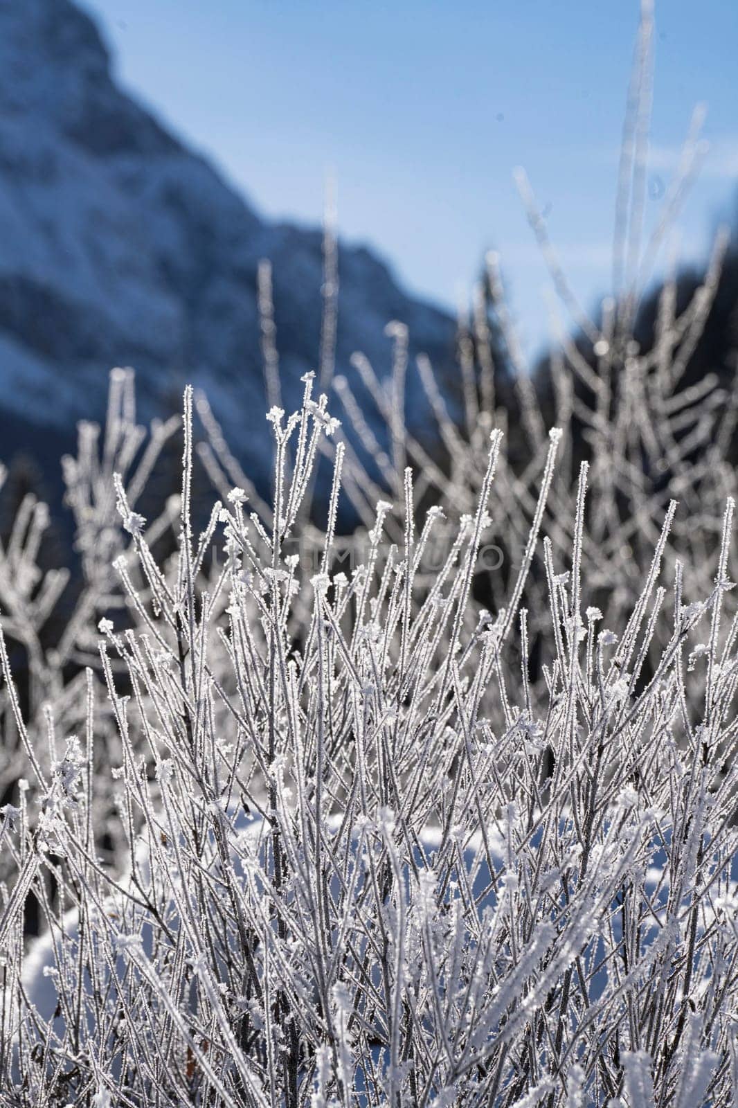 the ice formations formed on the branches of the shrubs