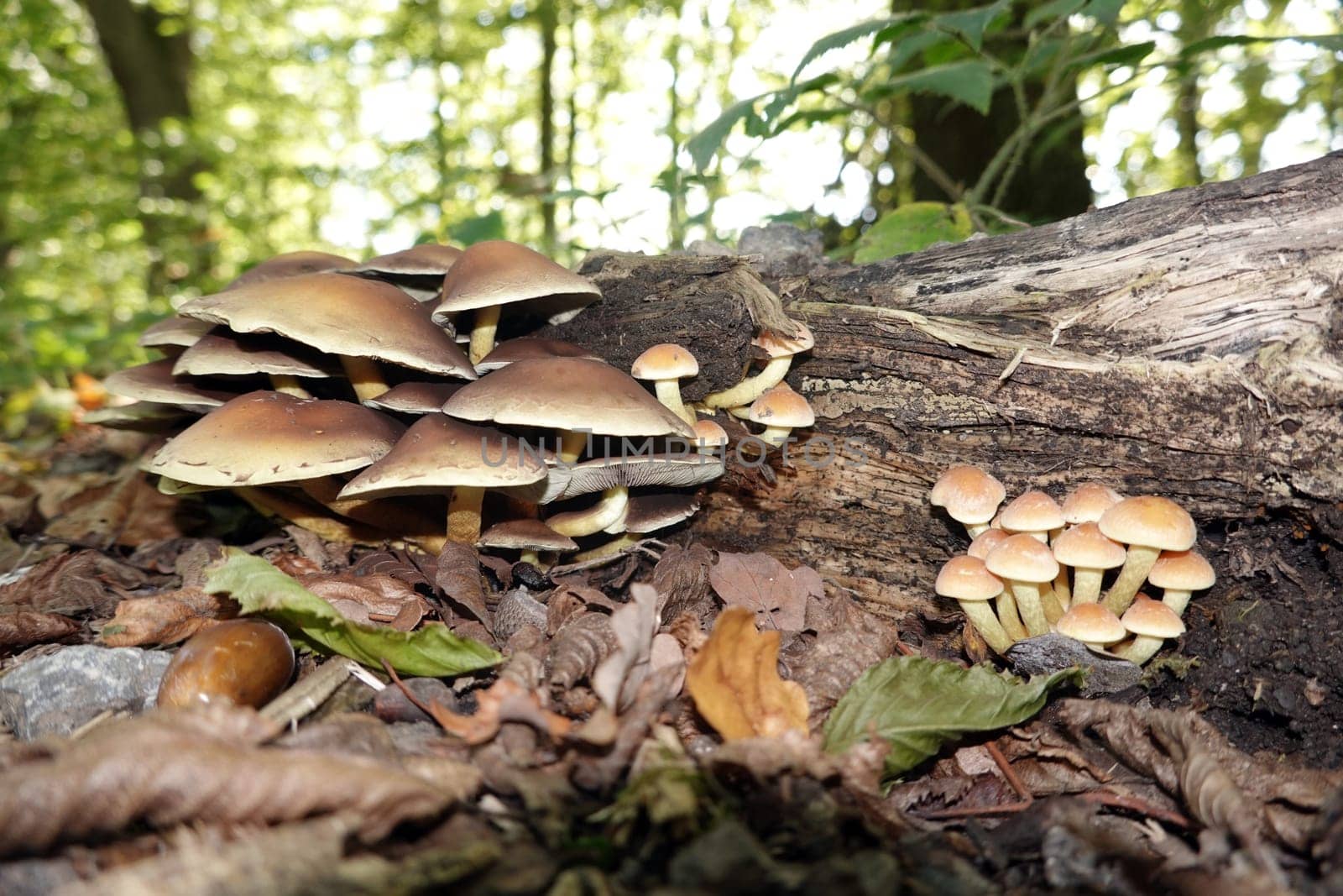 Schwefelkopf (Hypholoma spec.),wahrscheinlich Grünblättriger Schwefelkopf (Hypholoma fasciculare) oder Ziegelroter Schwefelkopf (Hypholoma sublateritium), Reinhardswalt, Hessen, Deutschland, Hofgeismar