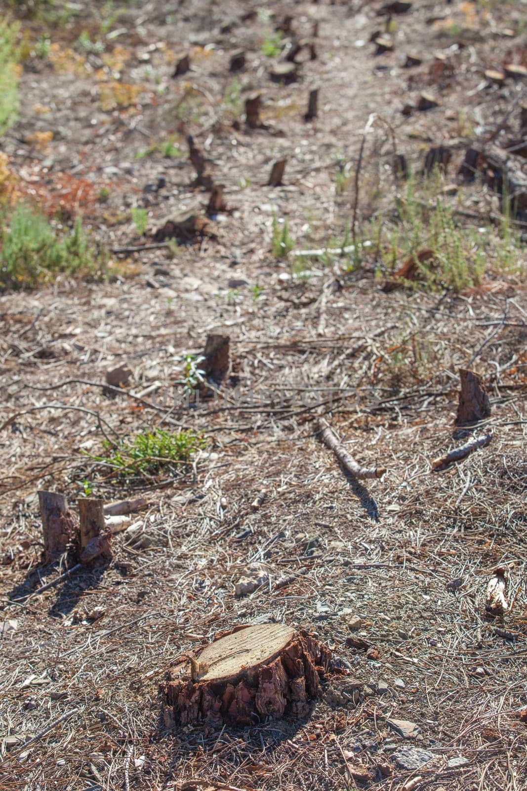 Cleared forest floor with felled trees. Sierra Fria, Caceres, Extremadura, Spain